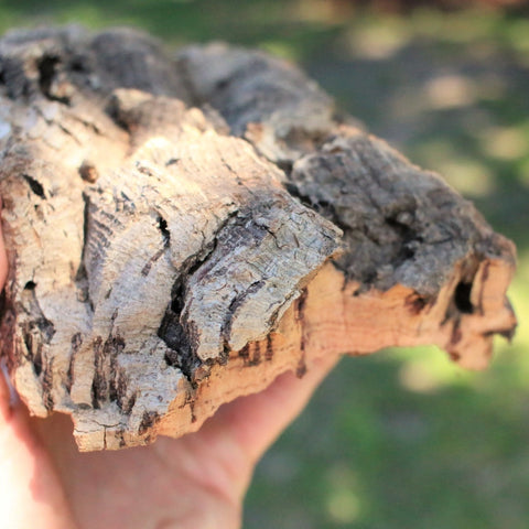 Virgin Cork Bark Slab - - Air Plant Shop - Wild Lark