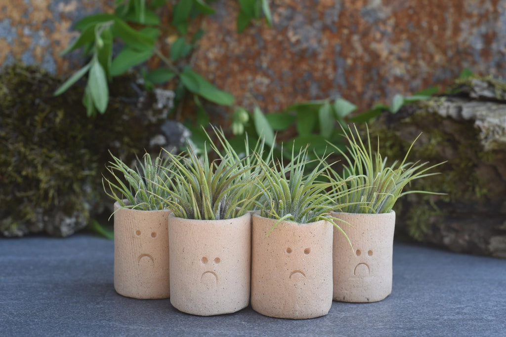 air plant buddies Air Plant Little Buddies