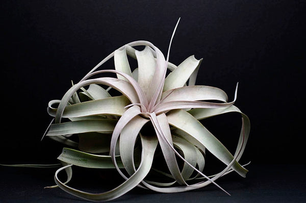 Air Plants - T. Xerographica "the Queen" - Medium 6 inch - The Artizan Way - Wild Lark