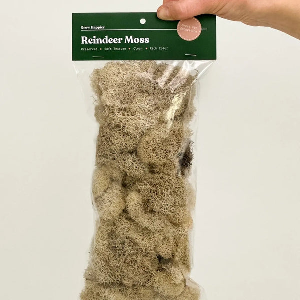 Preserved Reindeer Moss | Moss For Plants and Crafts - Natural / 30g Bag - The Plant Supply - Wild Lark