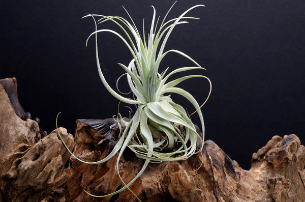 Air Plants - Tillandsia Gardneri - Large 6-7 inches - The Artizan Way - Wild Lark