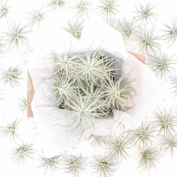 Tillandsia Tectorum Ecuador Air Plants - - Air Plant Shop - Wild Lark