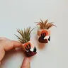 Air Plant + Mini Planter - Joshua Tree - O'Berry's Succulents - Wild Lark