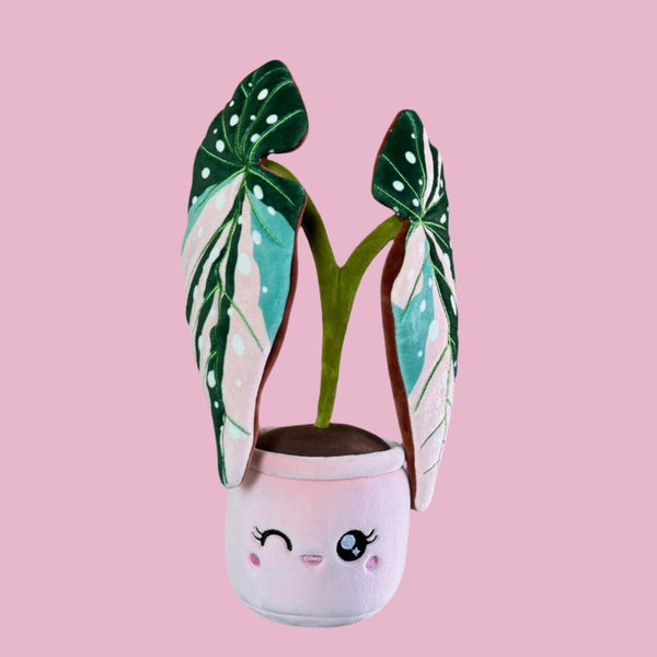 Blushiez Plushies - Pink Variegated Begonia Maculata - Blushiez - Wild Lark