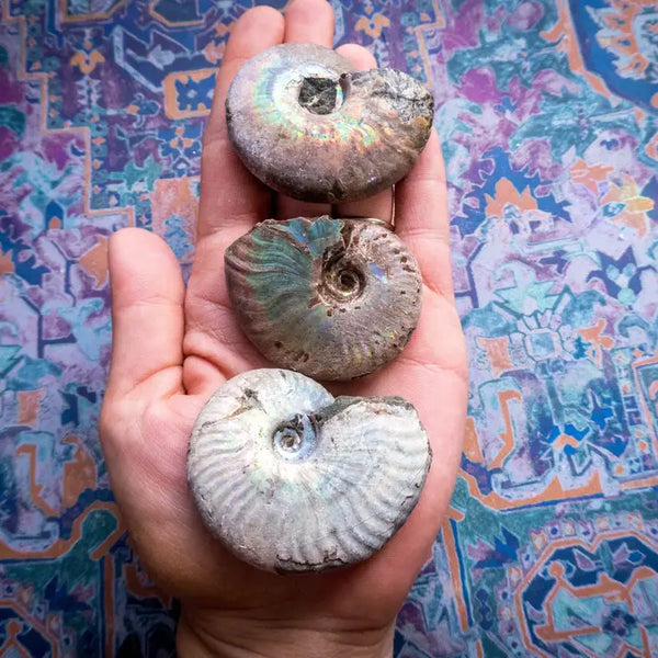 Rainbow Ammonite Fossil - 3-4cm - Mandala Gems - Wild Lark
