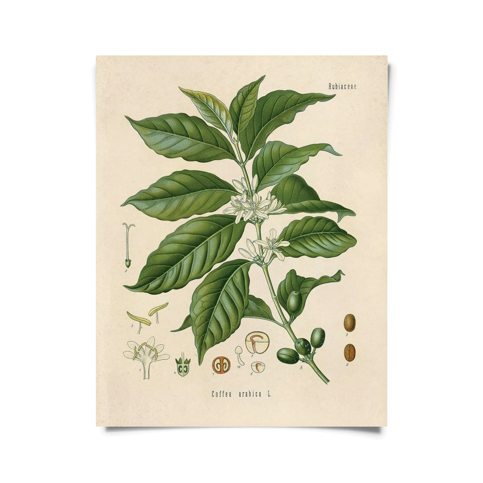 Vintage Botanical Coffee Plant Print -  - Curious Prints - Wild Lark