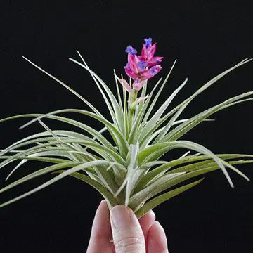 Air Plants - Tillandsia Aeroanthos Stricta - Regular 4 inch - The Artizan Way - Wild Lark