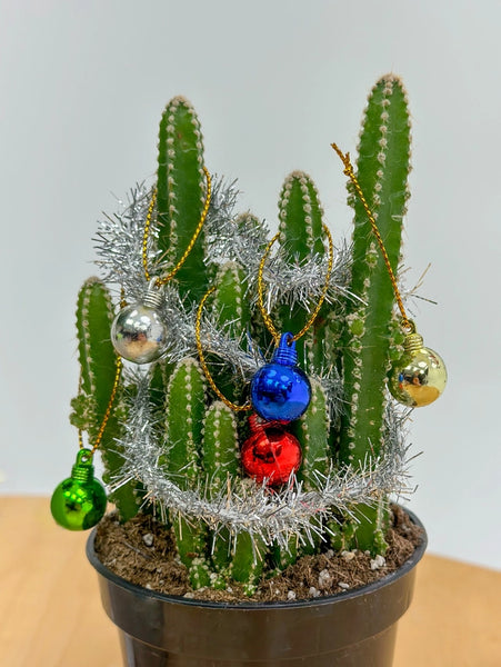 House Plant Christmas Tree Decoration Kit -  - The Plant Supply - Wild Lark