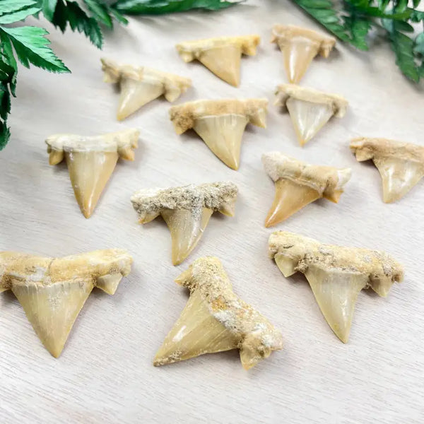 Natural Shark Tooth -  - Ewelina Pas Jewelry - Wild Lark