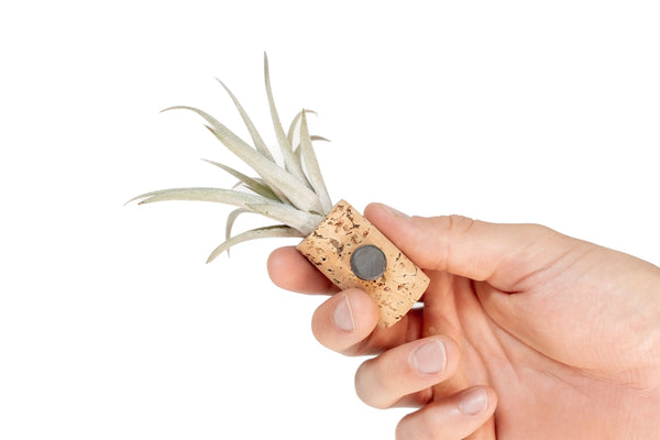 Wine Cork Magnets with Tillandsia Ionantha Air Plants - - Air Plant Shop - Wild Lark