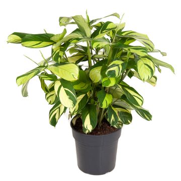 Ctenanthe 