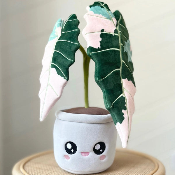 Blushiez Plushies - Variegated Alocasia Amazonica - Blushiez - Wild Lark