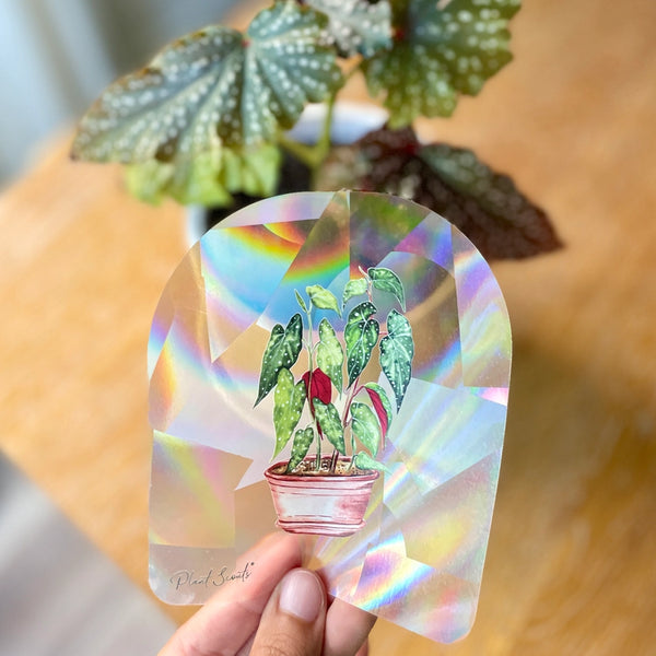 Rainbow Maker Suncatcher Window Decal Sticker - Begonia - Plant Scouts - Wild Lark