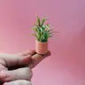 Air Plant + Mini Planter - Coral - O'Berry's Succulents - Wild Lark