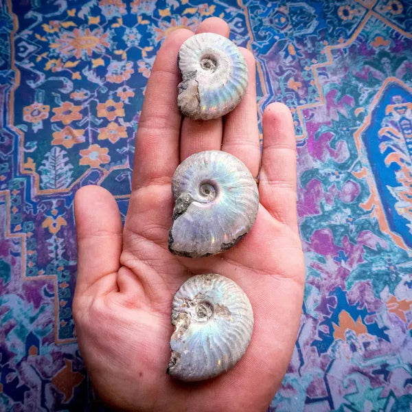 Rainbow Ammonite Fossil - 2-3cm - Mandala Gems - Wild Lark