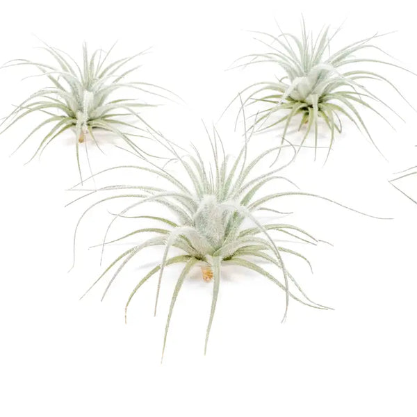 Tillandsia Tectorum Ecuador Air Plants - Small - Air Plant Shop - Wild Lark