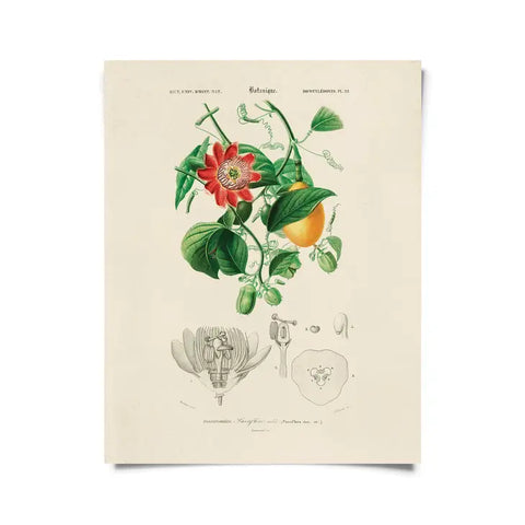 Vintage Botanical Passionflower Print -  - Curious Prints - Wild Lark