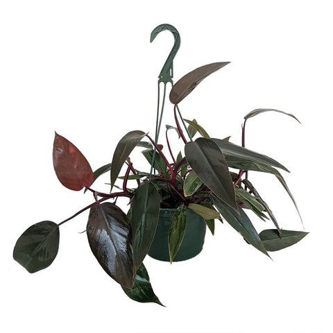 Philodendron 'Bloody Mary' -  - Wild Lark - Wild Lark