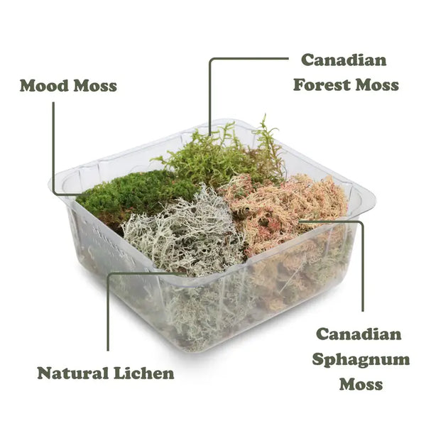 Revita-Moss Mixed Pack – 4 Species of Live / Dormant Moss - - Mossify - Wild Lark