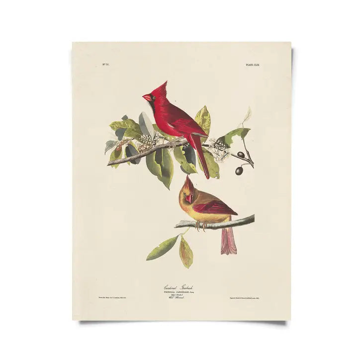 Vintage Audubon Cardinal Bird Print -  - Curious Prints - Wild Lark