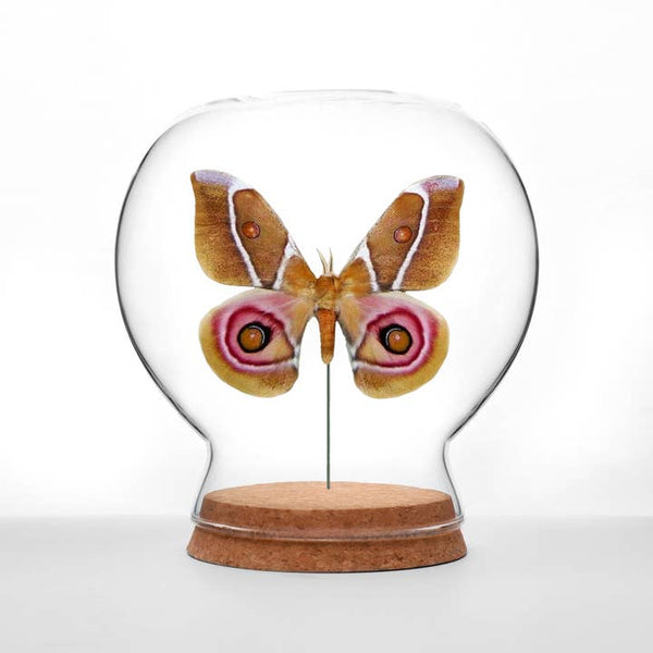 Butterfly Globes - Suraka Silk Moth - Green Beetle Shop - Wild Lark