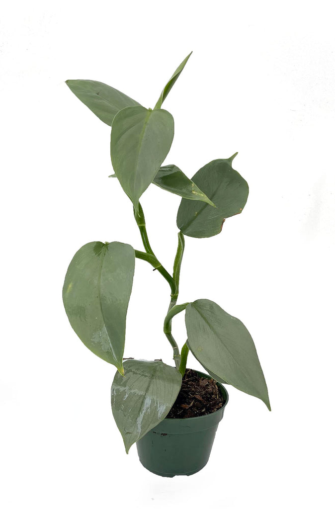 philodendron silver sword in the wild Philodendron "Silver Sword"
