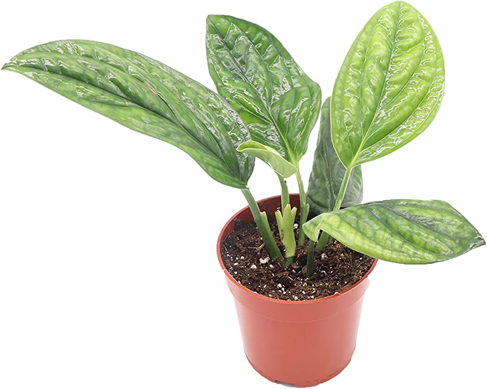 philodendron poster Double Philodendron (color) - Art Print by Lexie Greer main image 1