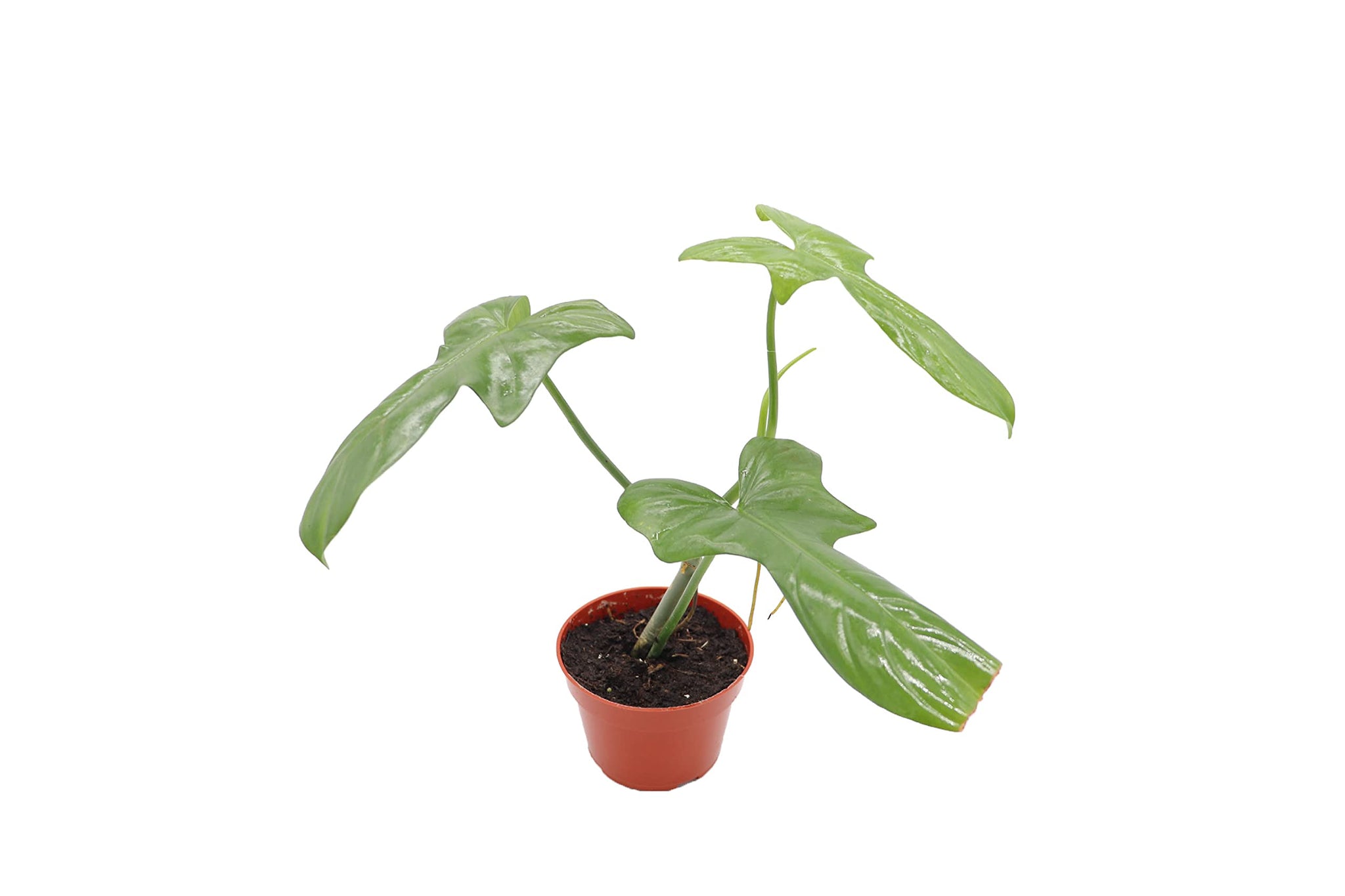 panda philodendron Philodendron 'Panda'