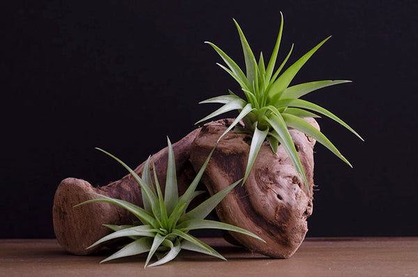 Air Plants - T. Brach Multiflora Abdita - Medium - The Artizan Way - Wild Lark