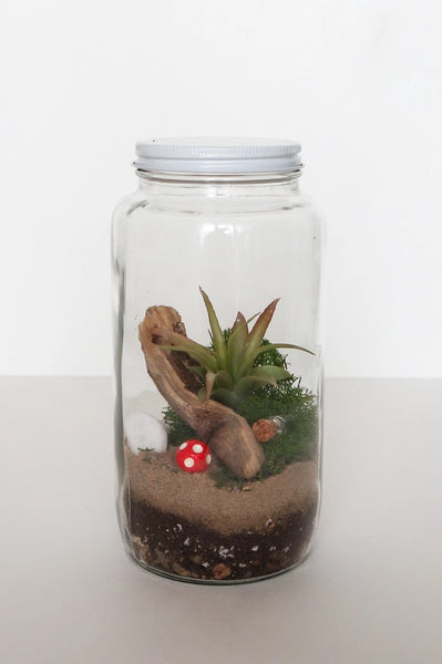 Diy Terrarium | Glass Plant Terrarium Kit -  - The Plant Supply - Wild Lark
