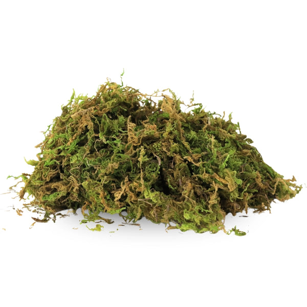 Premium Natural Forest Moss 75g - - Mossify - Wild Lark