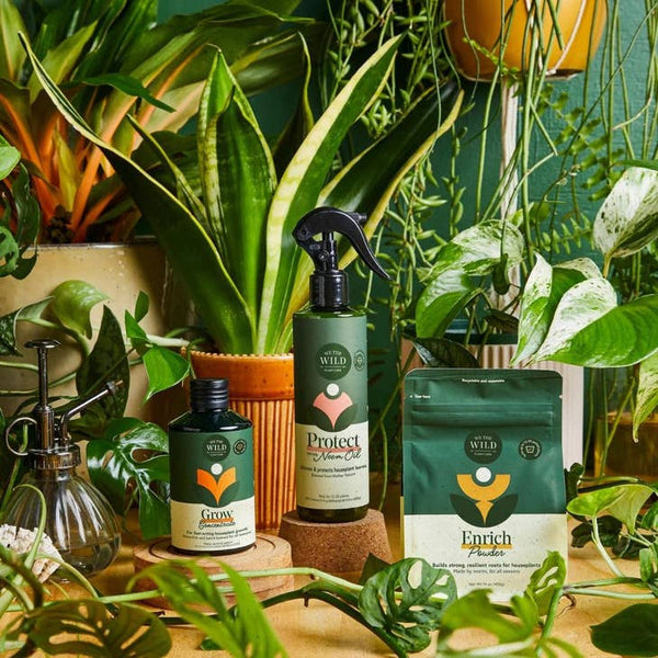 Holiday Plant Care Taster Kit -  - We The Wild - Wild Lark