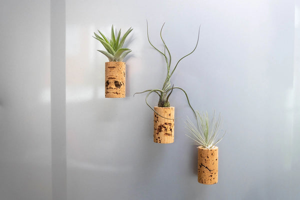 Wine Cork Magnets with Tillandsia Ionantha Air Plants - - Air Plant Shop - Wild Lark