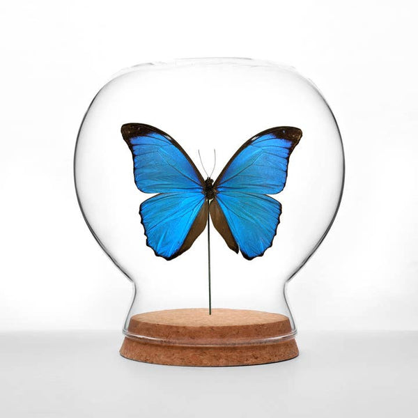 Butterfly Globes - Menelaus Morpho Butterfly - Green Beetle Shop - Wild Lark