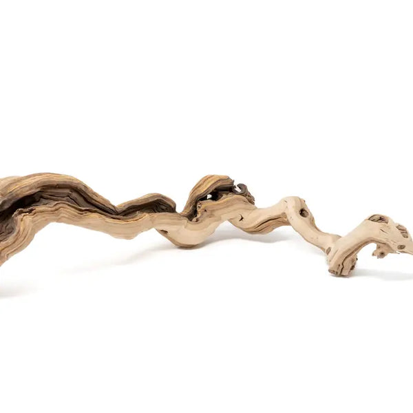 Sandblasted Grapewood Branch - - Air Plant Shop - Wild Lark