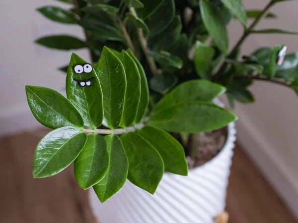 Magnetic Plant Faces | Magnet Charms For Indoor Plants -  - The Plant Supply - Wild Lark