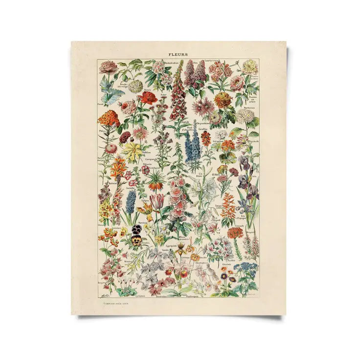 Vintage Botanical Fleurs Flower Print -  - Curious Prints - Wild Lark