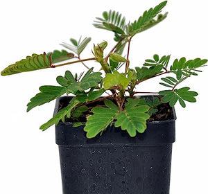 Sensitive Plant (Mimosa pudica) -  - Wild Lark - Wild Lark