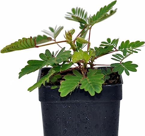 mimosa pudica indoor plant Sensitive Plant (Mimosa pudica) – Wild Lark
