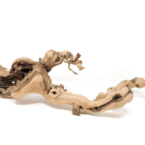 Sandblasted Grapewood Branch - - Air Plant Shop - Wild Lark