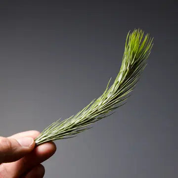 Air Plants - Tillandsia Funckiana No.1 - Large - The Artizan Way - Wild Lark