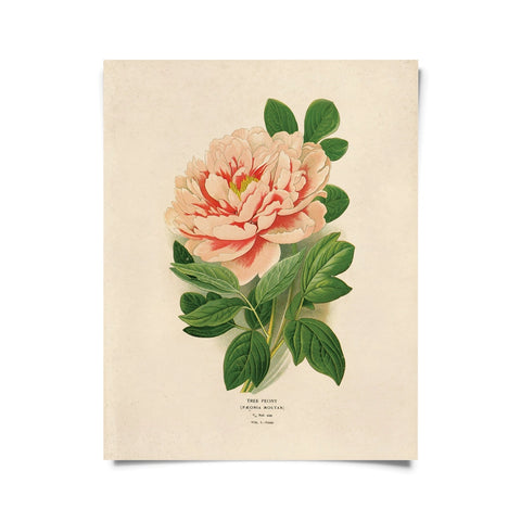 Vintage Botanical Peony Flower Print -  - Curious Prints - Wild Lark
