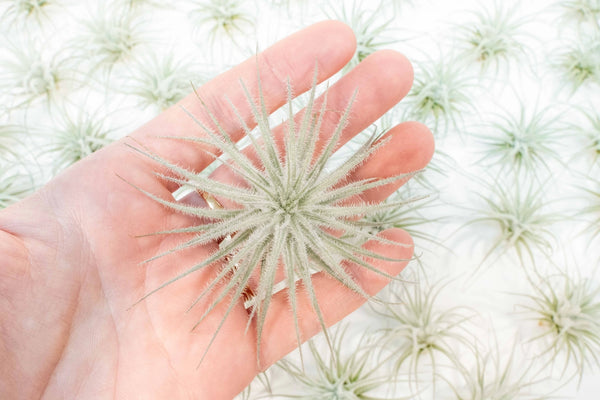 Tillandsia Tectorum Ecuador Air Plants - - Air Plant Shop - Wild Lark