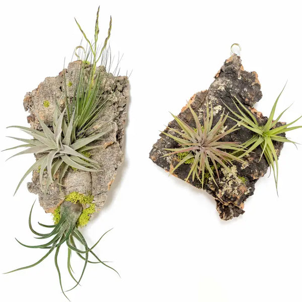 Fully Assembled Air Plant Cork Bark Displays - - Air Plant Shop - Wild Lark