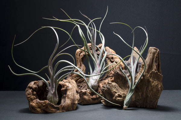 Air Plants - T. Pseudobaileyi - Medium 7-8 inches - The Artizan Way - Wild Lark