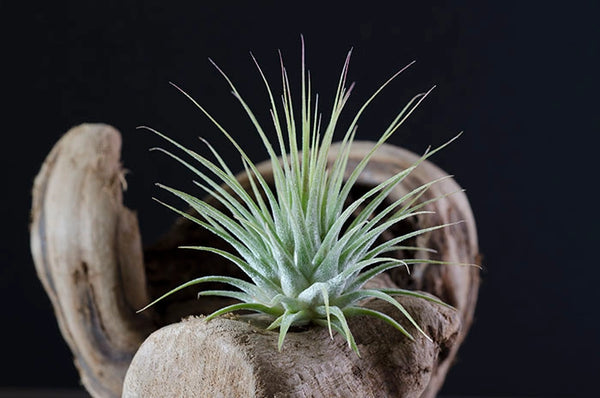 Air Plants - T. Ionantha Guatemala - Regular 2 inch - The Artizan Way - Wild Lark