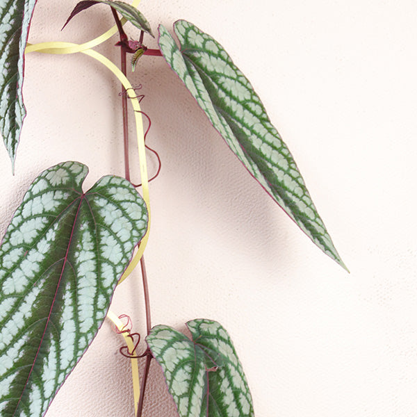 Gold Brass Chain - Plant Support For Climbing Plants -  - Botanopia USA - Wild Lark