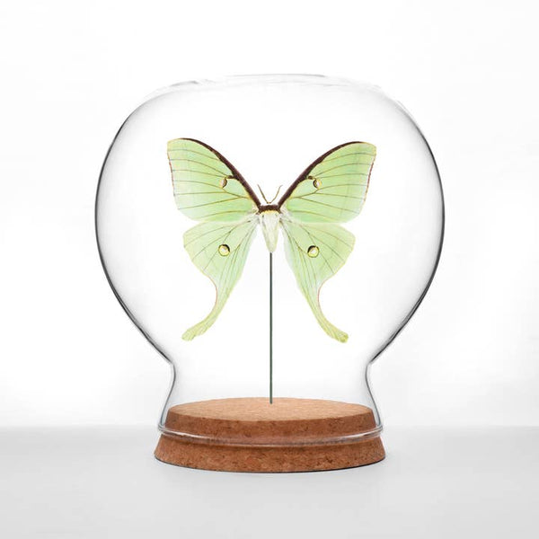 Butterfly Globes - Luna Moth Globe - Green Beetle Shop - Wild Lark