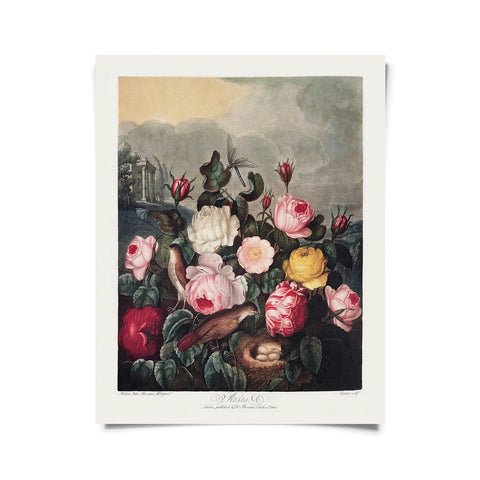 Vintage Botanical Garden Roses Print -  - Curious Prints - Wild Lark