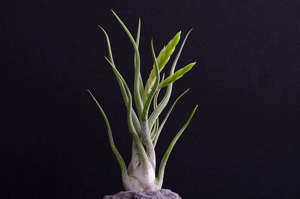 Air Plants - Tillandsia Caput Medusae - Regular - The Artizan Way - Wild Lark